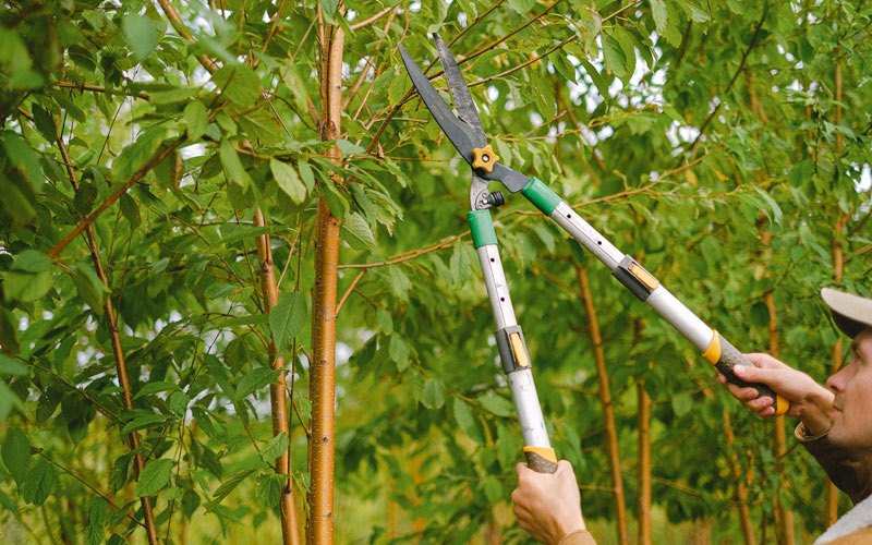 Tree trimming in Bowden, WV