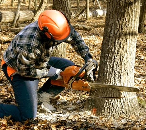 Tree Removal in Bowden, WV